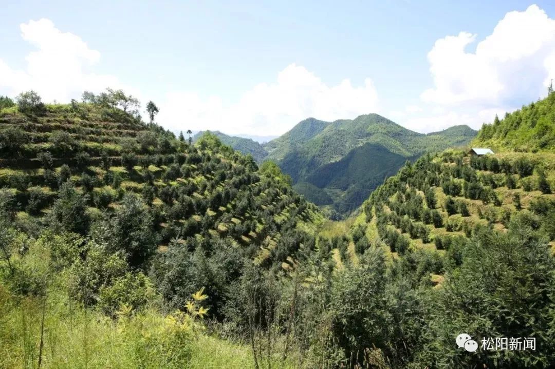 种植香榧经济效益如何_种植香榧致富_种香榧赚钱吗