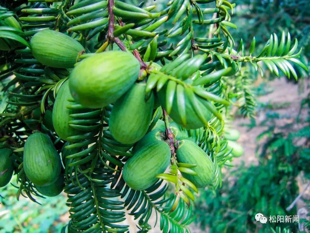 种植香榧经济效益如何_种香榧赚钱吗_种植香榧致富