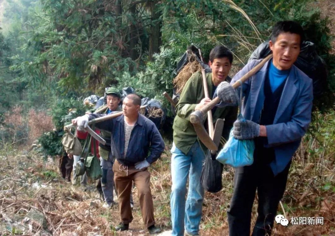 种植香榧致富_种香榧赚钱吗_种植香榧经济效益如何