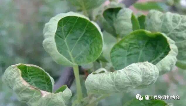 弥猴桃怎样种植请视频指观_弥猴桃的栽植要领_弥猴桃栽培种植技术