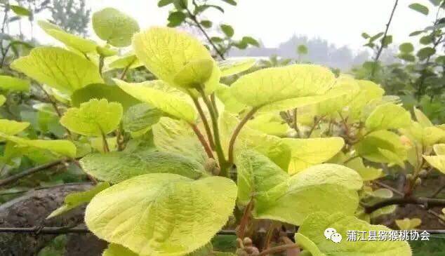 弥猴桃的栽植要领_弥猴桃栽培种植技术_弥猴桃怎样种植请视频指观