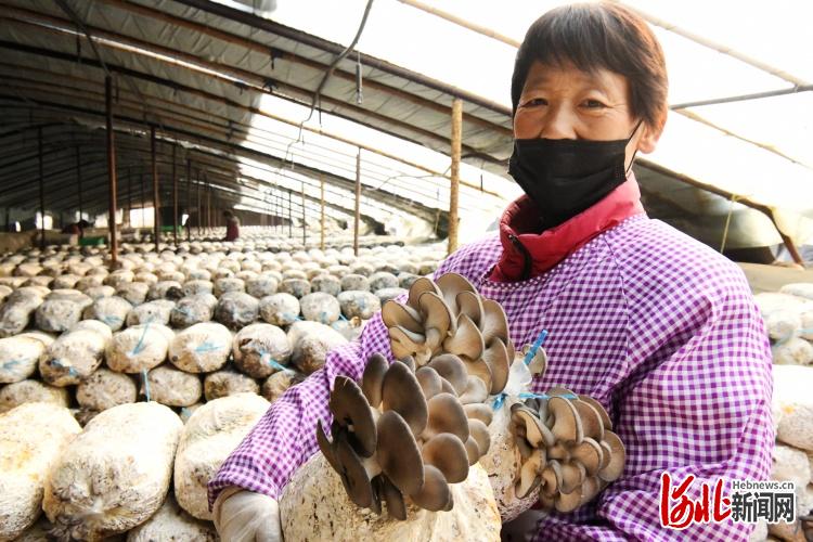 大棚种植平菇致富新闻报道_大棚种平菇的效益分析_大棚种植平菇的成本与利润