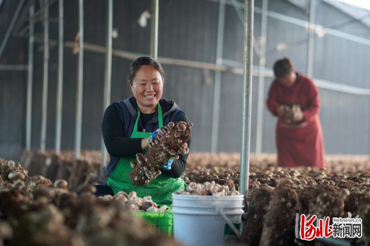 大棚种植平菇致富新闻报道_大棚种平菇的效益分析_大棚种植平菇的成本与利润