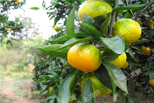 大棚韭菜种植技术