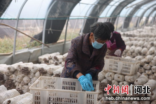 图为在宁晋县北河庄镇东陈二村的一家家庭农场，员工们正在采摘平菇。 李羽 摄