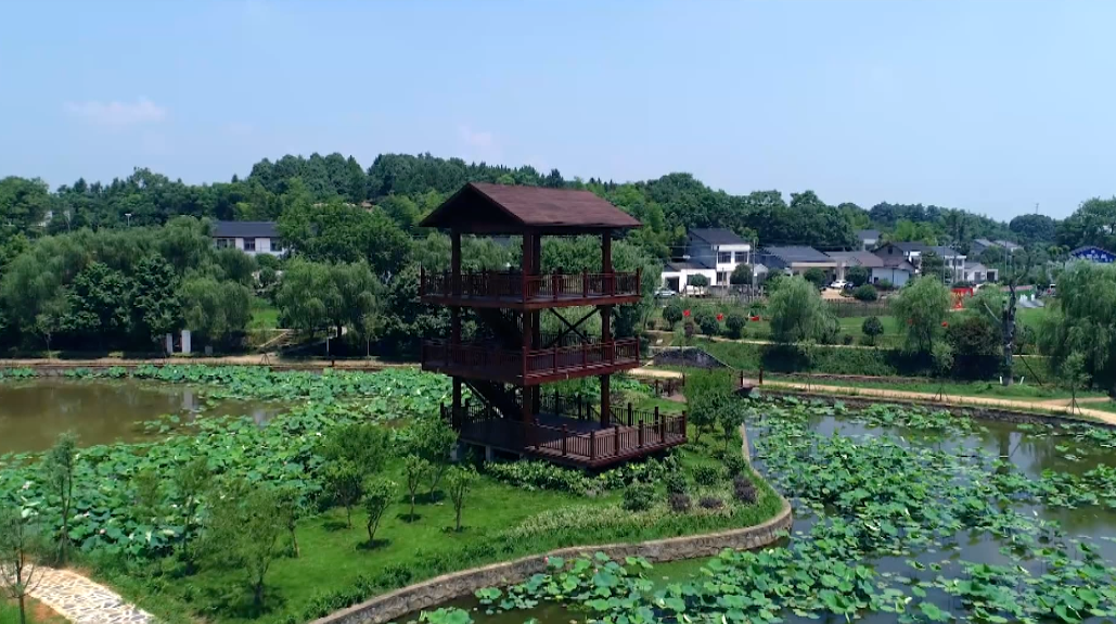 益阳种植致富项目_致富种植益阳项目有哪些_益阳种植经济作物