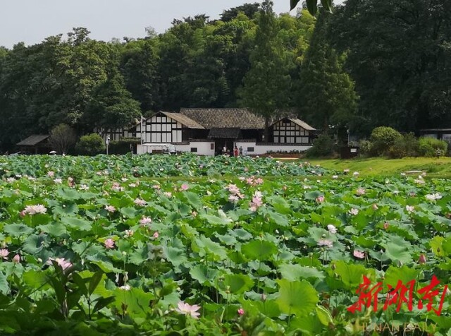 益阳种植致富项目_益阳种植经济作物_致富种植益阳项目有哪些