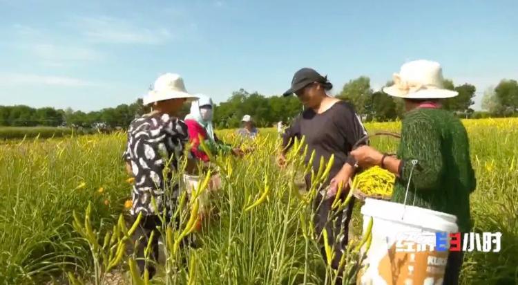 野生芹菜怎么种植_种植野生芹菜致富_野生芹菜种植技术