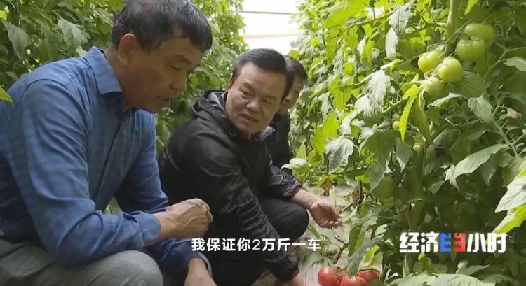 野生芹菜种植技术_种植野生芹菜致富_野生芹菜怎么种植