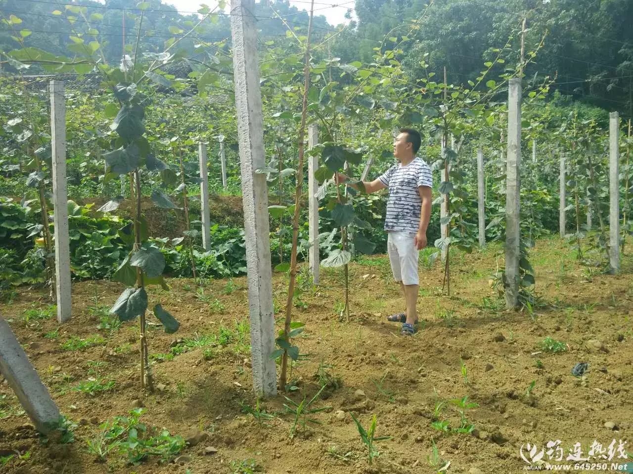 弥猴桃怎样种植请视频指观_弥猴桃栽培种植技术_弥猴桃的种植技术