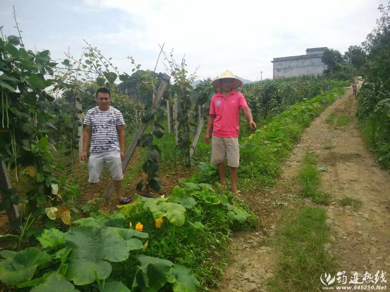 弥猴桃怎样种植请视频指观_弥猴桃的种植技术_弥猴桃栽培种植技术