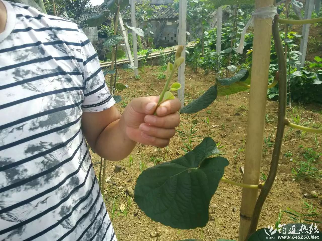 弥猴桃的种植技术_弥猴桃栽培种植技术_弥猴桃怎样种植请视频指观