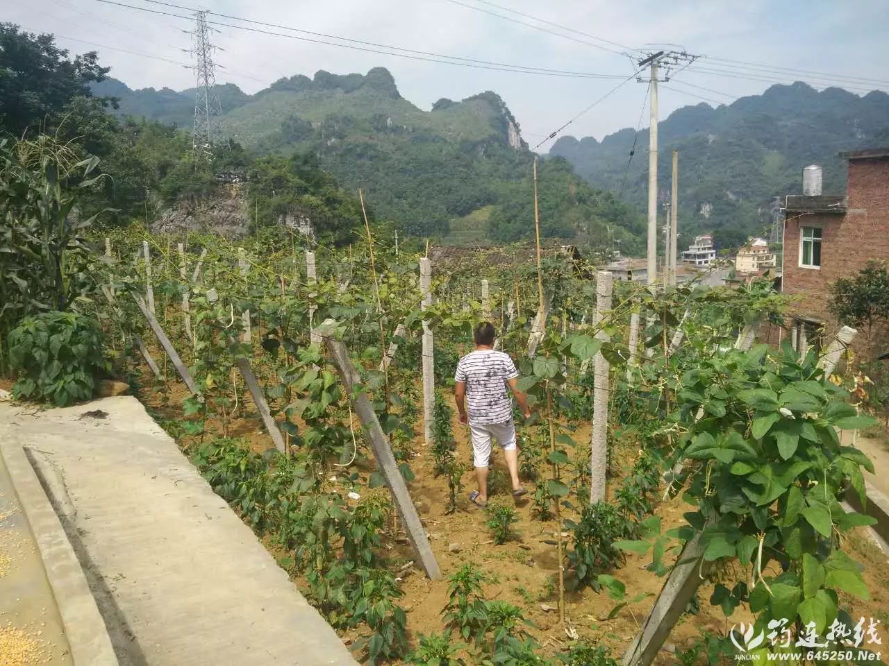 弥猴桃栽培种植技术_弥猴桃怎样种植请视频指观_弥猴桃的种植技术