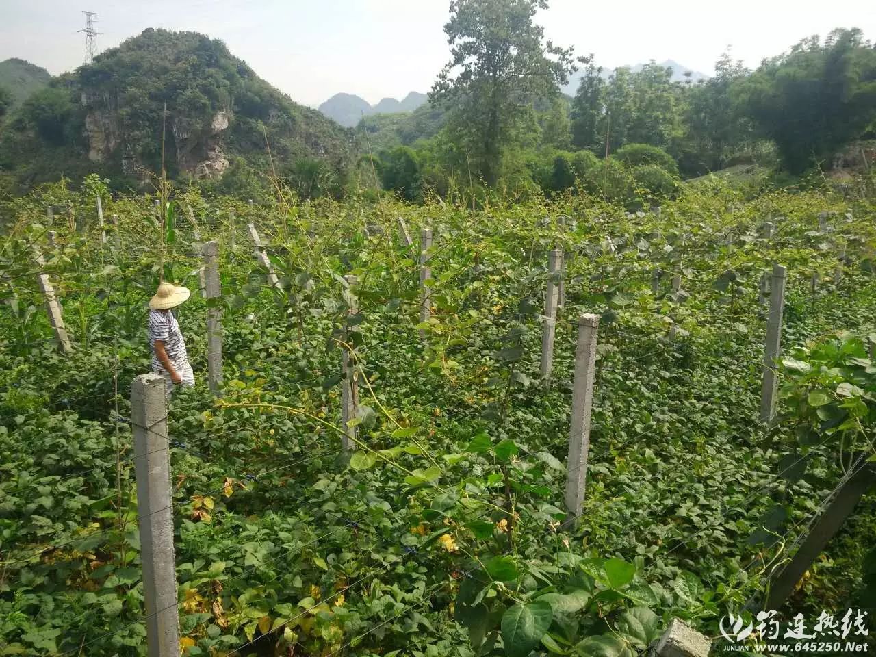 弥猴桃怎样种植请视频指观_弥猴桃的种植技术_弥猴桃栽培种植技术