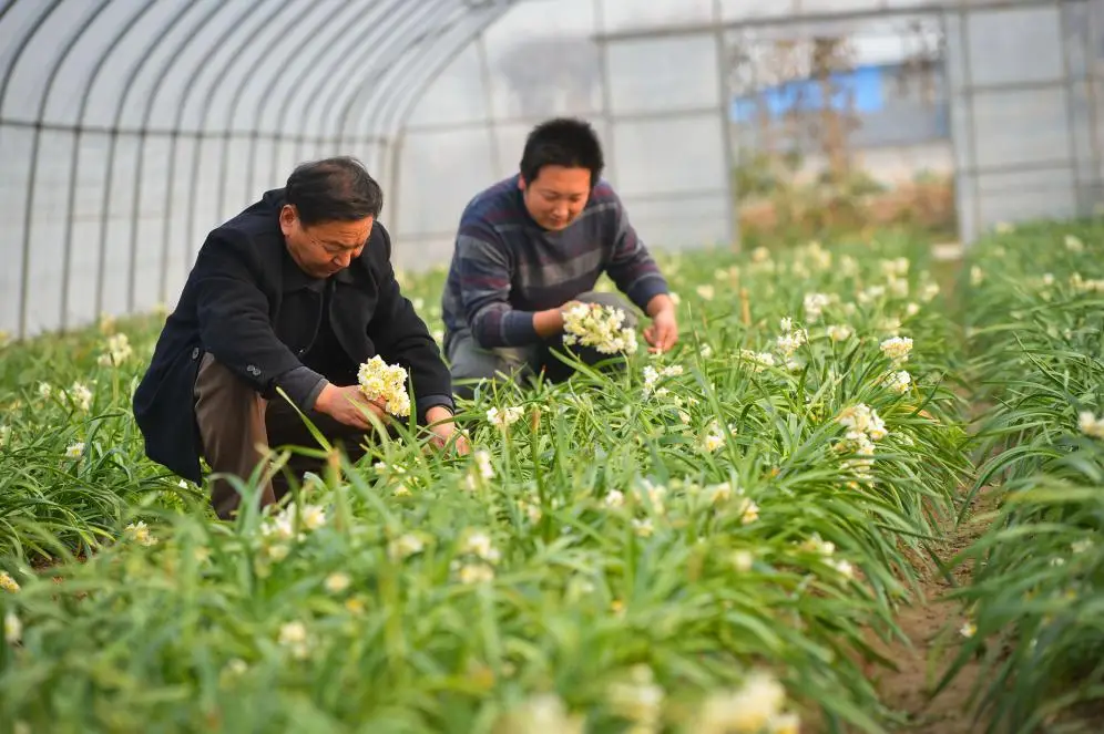 水仙球的种植步骤(5步)_水仙球种植致富_水仙球养殖