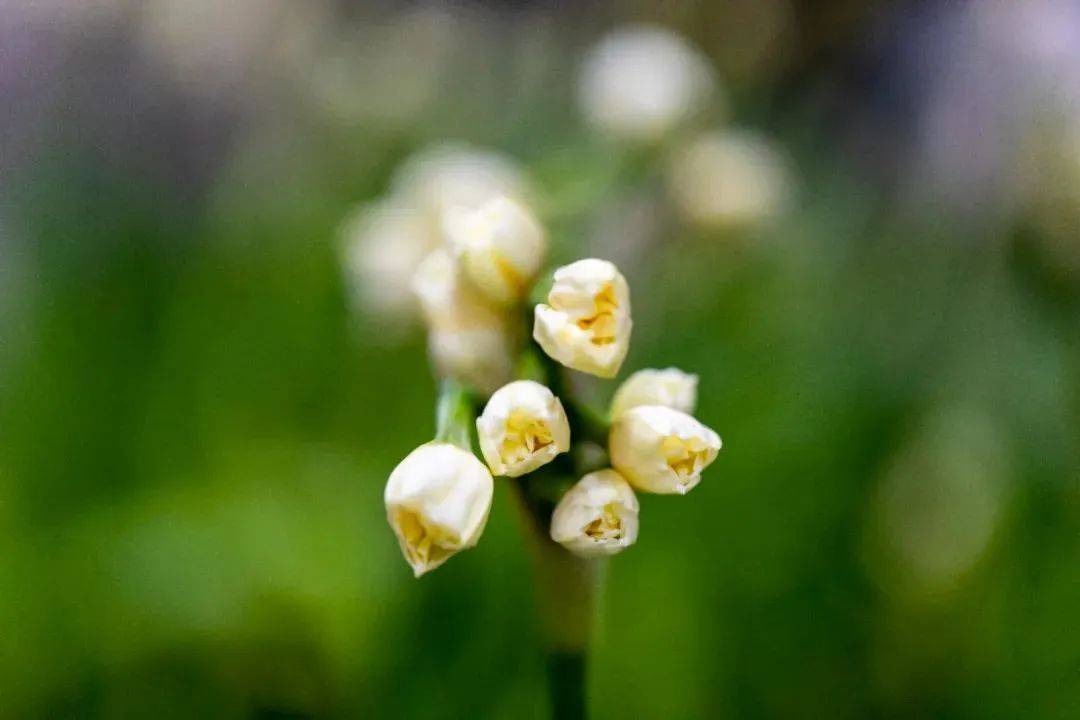 水仙球养殖_水仙球的种植步骤(5步)_水仙球种植致富