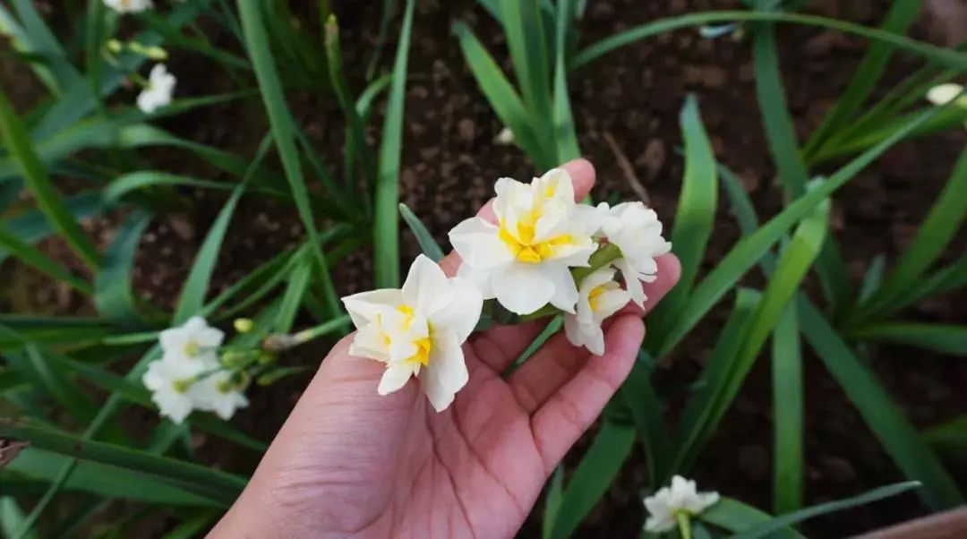 水仙种球怎么水培_水仙球种植致富_怎样种植水仙球视频