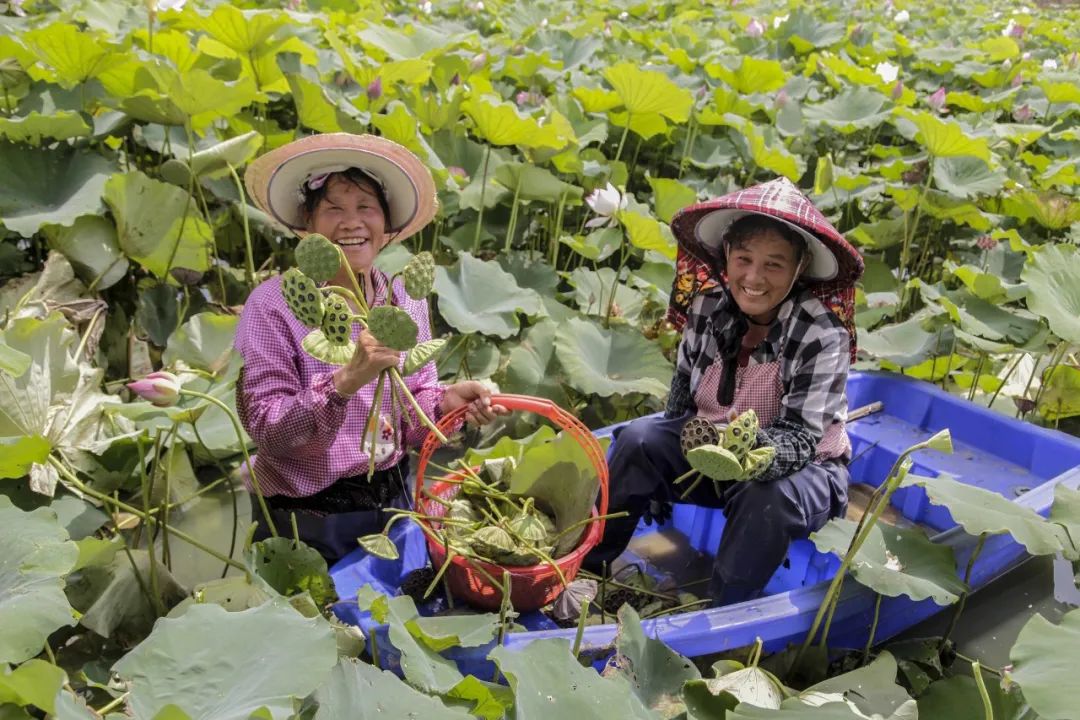 种植致富螺视频_致富经田螺养殖_致富经田螺年卖700万