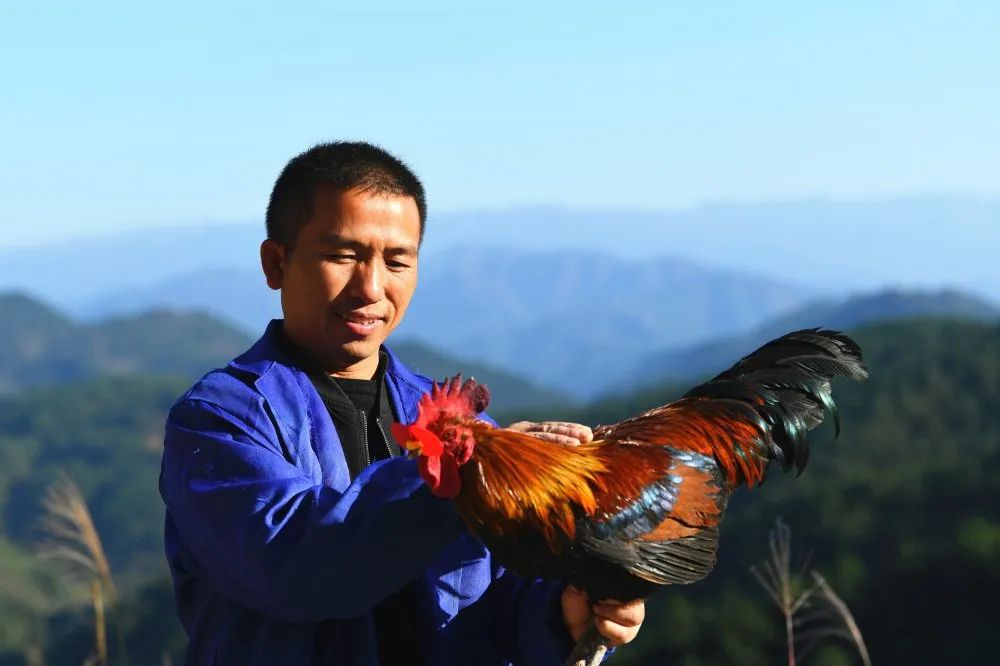 中央电视台致富经养鸡_养殖视频中央农业频道致富经_中央七台致富经栏目养鸡