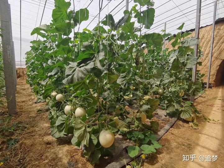 种植灯笼果有前景吗_种植灯笼果致富_致富灯笼种植果树怎么样