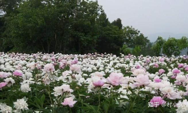 致富经赵菲_致富经赵红松_致富经赵秋霞