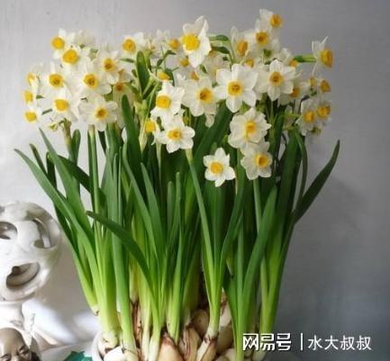 栽培水仙花，掌握2种“种植技巧”，开花整齐划一，隔年再次开