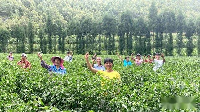 种植灯笼果致富_致富灯笼种植果树怎么样_种植灯笼果有前景吗