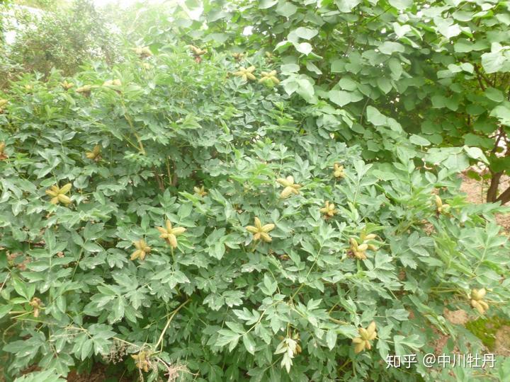 致富灯笼种植果树视频_如何种植灯笼果树苗_种植灯笼果致富