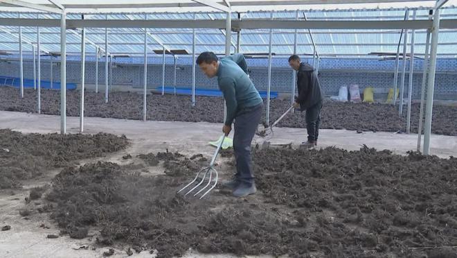 中药种植致富良方_中药材种植致富经_致富中药种植良方大全