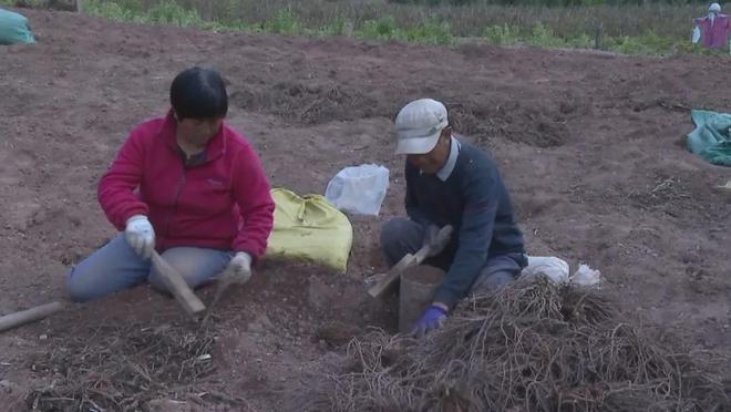 中药材种植致富经_中药种植致富良方_致富中药种植良方大全