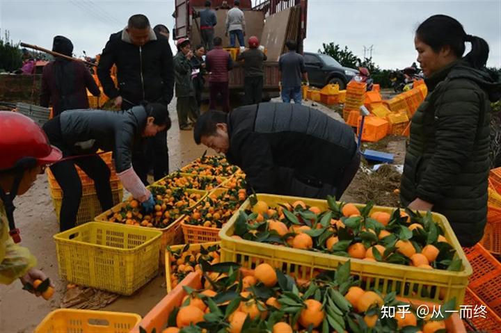 致富种植国槐视频_种植国槐前景怎么样_种植国槐致富