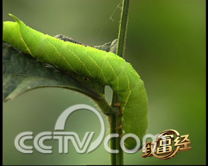 豆青虫养殖骗局_豆青虫养殖技术视频_致富经豆青虫养殖视频