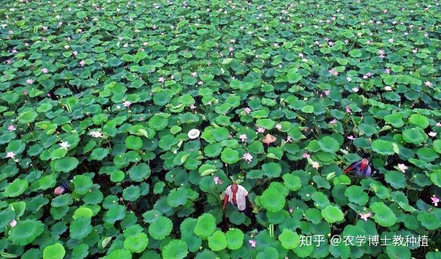 手把手教你种莲藕，学会3大种植技巧，藕长得又大又好