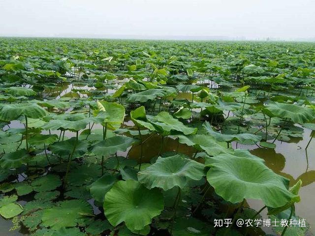 致富经种在布上莲藕_莲藕种植致富_致富莲藕布种上怎么种