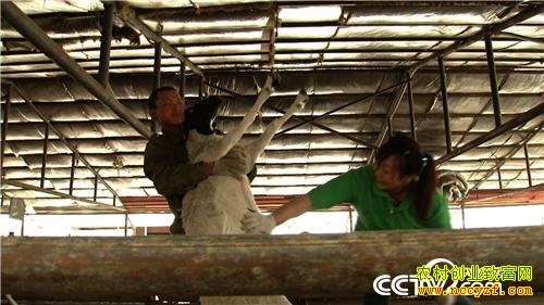 泼辣丽丽慧眼寻羊财