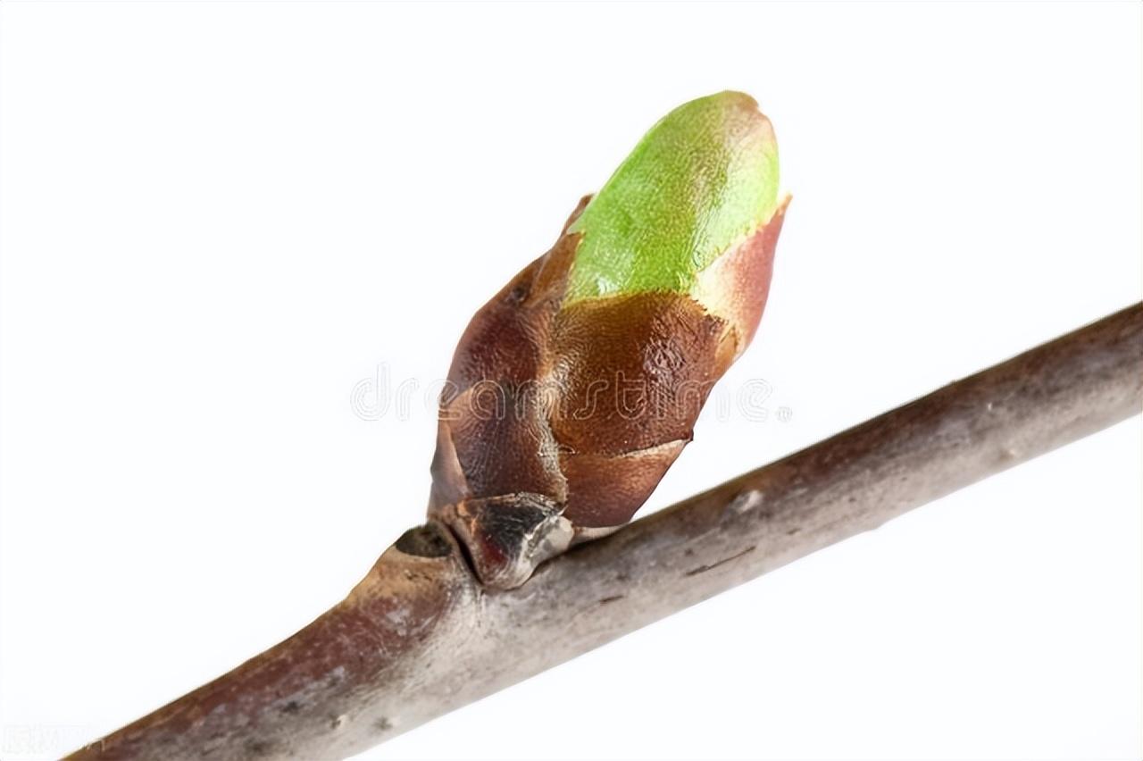 种植樱桃技术哪里学_樱桃的种植技术_种植樱桃技术要求