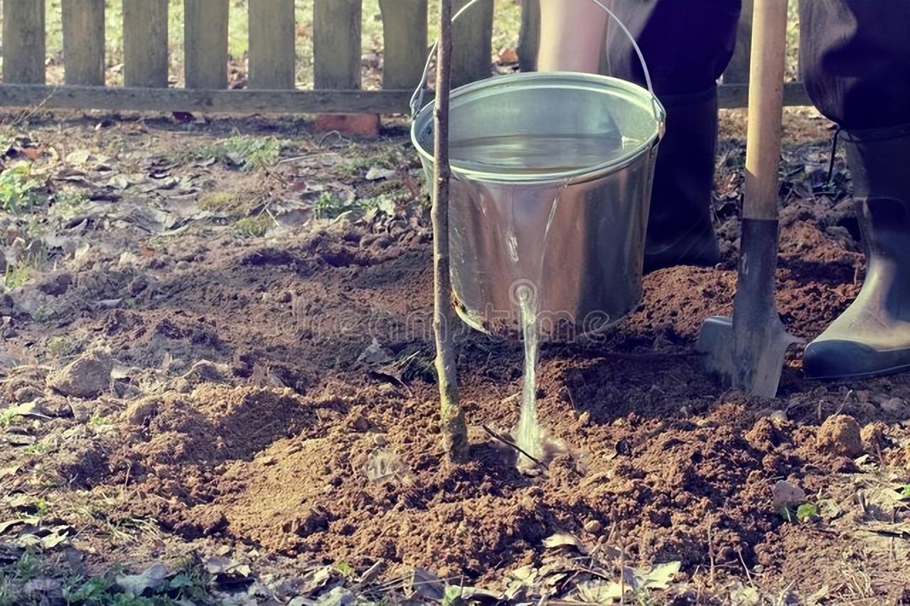 种植樱桃技术要求_樱桃的种植技术_种植樱桃技术哪里学