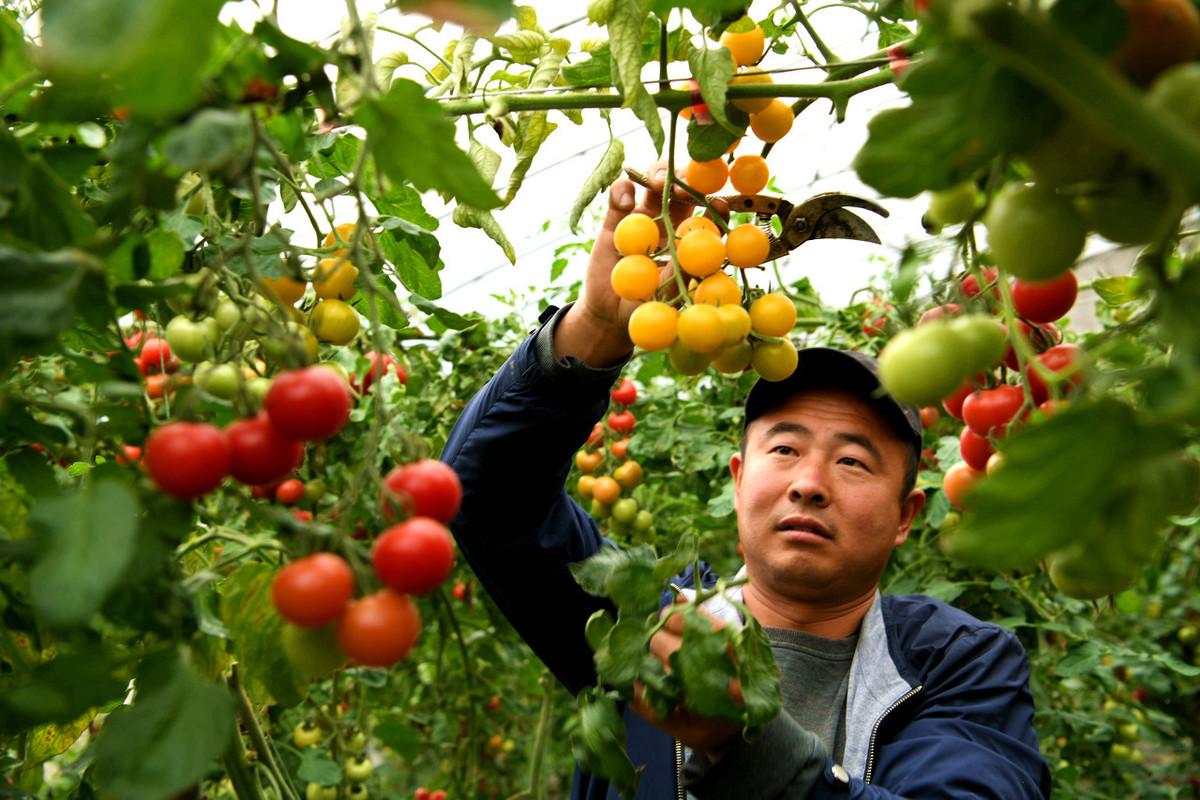 樱桃西红柿如何种植？掌握7项高效栽培技术，产量高品质佳效益好