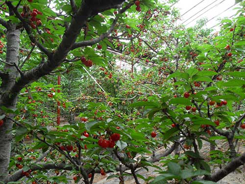 种植樱桃技术哪里学_樱桃的种植技术_种植樱桃技术要点