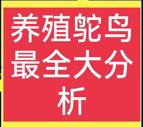 谁说养殖鸵鸟不赚钱？那是方法没用对，这里有养殖鸵鸟全介绍