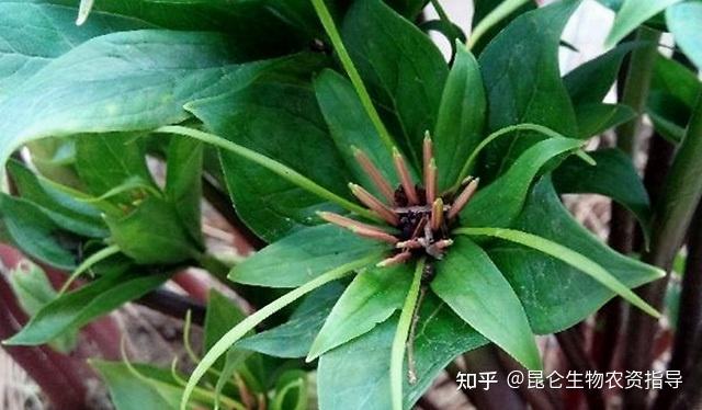 种植重楼增收致富_种植重楼效益_种植重楼技术