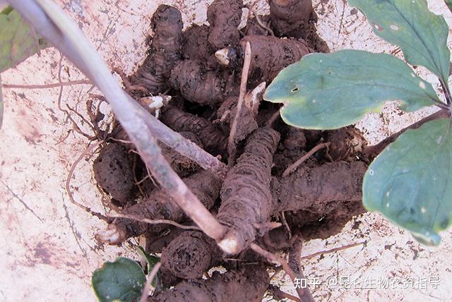 种植重楼效益_种植重楼增收致富_种植重楼技术