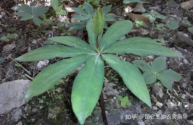 种植重楼效益_种植重楼增收致富_种植重楼技术