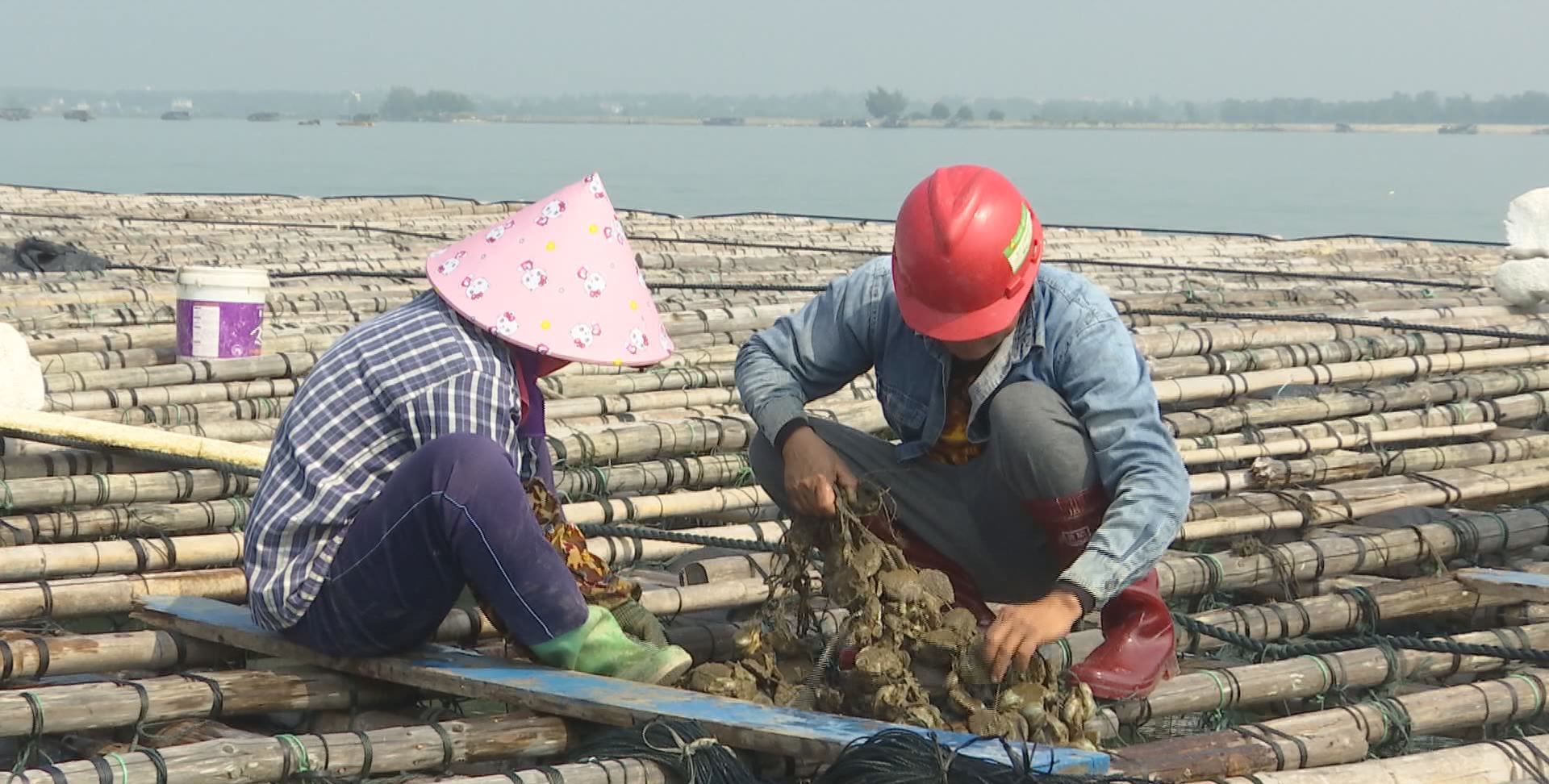 养生蚝暴利小生意（贫困户看养殖大蚝致富年入12万）