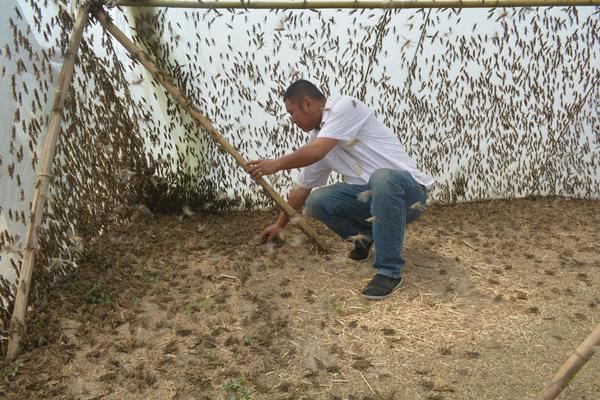 邢台男子养蚂蚱致富，每个大棚一年收4茬，年纯收入10万元