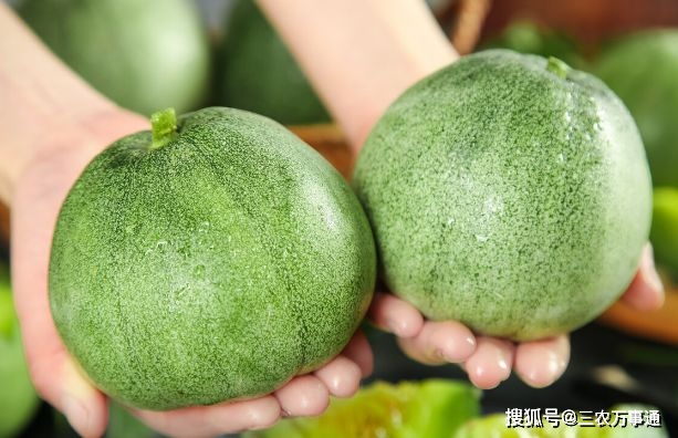 种甜瓜的技术_甜瓜如何种植技术_种植甜瓜技术要点
