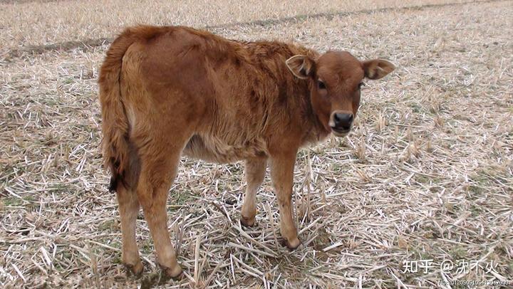 牛犊的养殖技术_牛犊的养殖_犊牛养殖成功要点