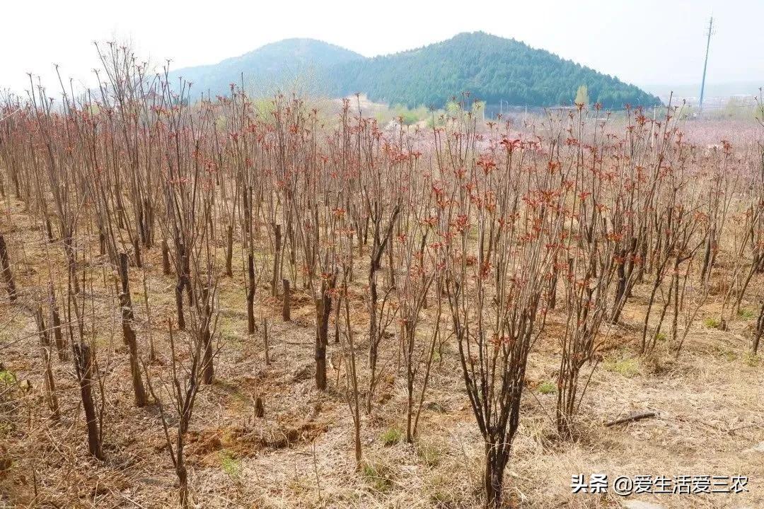 秋葵种植效益怎么样_关注种植秋葵致富_种植秋葵的前景和利润