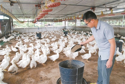 樱桃谷白鸭从河源登上广州餐桌