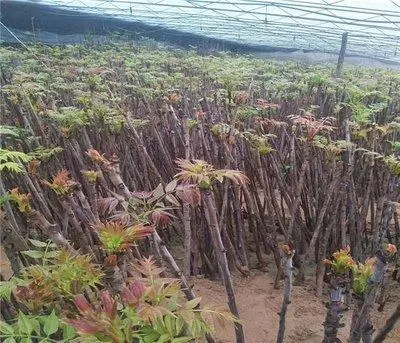 广西种植香椿致富_致富广西种植香椿树视频_致富广西种植香椿视频